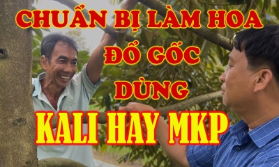 KỸ THUẬT XỬ LÝ RA HOA - DÙNG MKP - PHÂN HOÁ MẦM HOA - KÍCH RA HOA